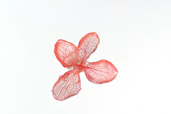《植物染色》 葉脈繡球花耳環【素荷染色】·14kgf 《可更換耳環》 第3張的照片