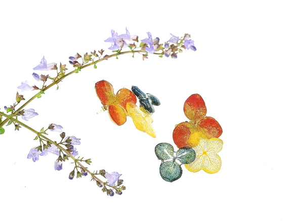 【金泥＆草木染】葉脈アジサイの秋色ピアス・14kgf 《イヤリングに交換可》 1枚目の画像