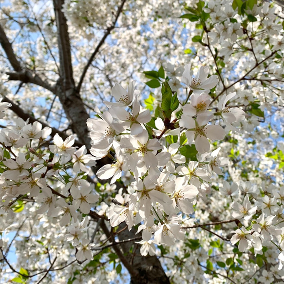 [純銀製] オオシマザクラ(大島桜)のリーフペンダント, 純銀コーティングチェーン, 1点物 6枚目の画像