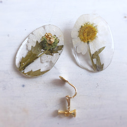 お花の水たまり  一輪のノースポール earring or pierce 4枚目の画像