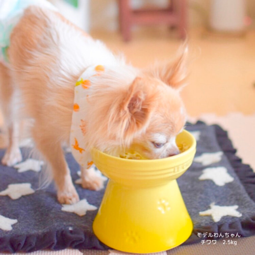 犬スタイ用 生地①
