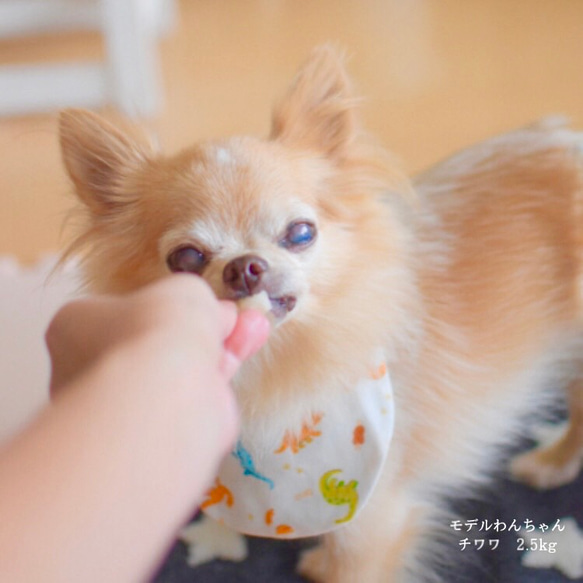 ふわふわよだれかけ韓国生地キルト芯入り　ペット用スタイ　犬猫うさぎ用　ハンドメイド 8枚目の画像