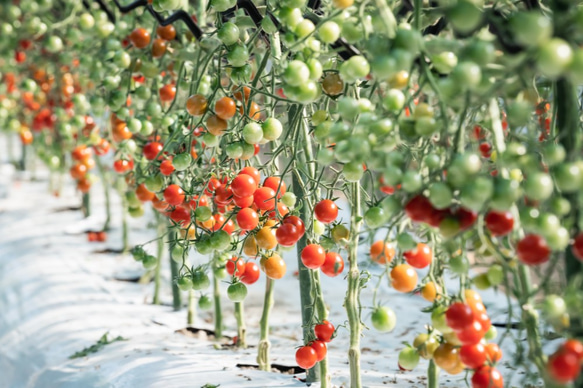 プチッと弾ける果汁★特別栽培「宮トマト」２㎏　 6枚目の画像