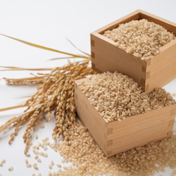 令和4年度玄米★長崎県認定特別栽培米ひのひかり2㎏★宮下さんちのおいしいお米 1枚目の画像