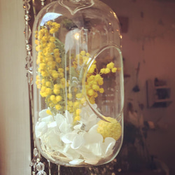 ＊mimosa，long  dome  terrarium＊ 1枚目の画像