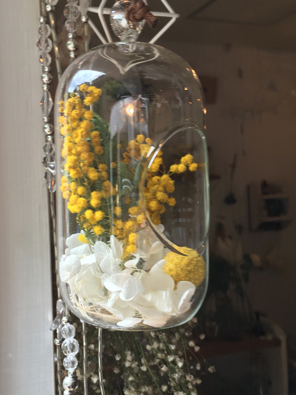 ＊mimosa，long  dome  terrarium＊ 3枚目の画像