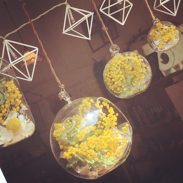 ＊mimosa，long  dome  terrarium＊ 4枚目の画像