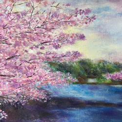 水辺の桜 1枚目の画像