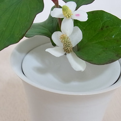花卉（白花）白1 第2張的照片