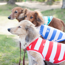 小型犬用、カーリー風☆バブーシュカ・バンダナ☆ボンボンつき ペット