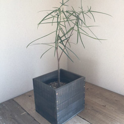 観葉植物 6号鉢用 鉢カバー 焼杉風 1枚目の画像