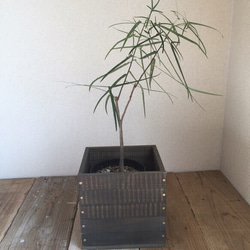観葉植物 6号鉢用 鉢カバー 焼杉風 2枚目の画像