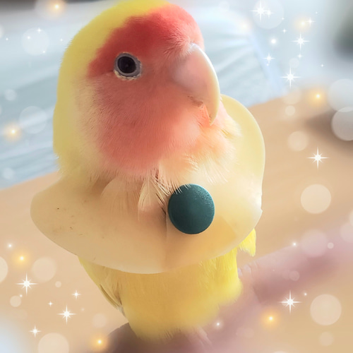 インコ エリザベスカラー(ポンチョタイプ)1枚・3サイズ・3色・3g インコ エリザベスカラー(ポンチョタイプ)1枚・3サイズ・3色・3g