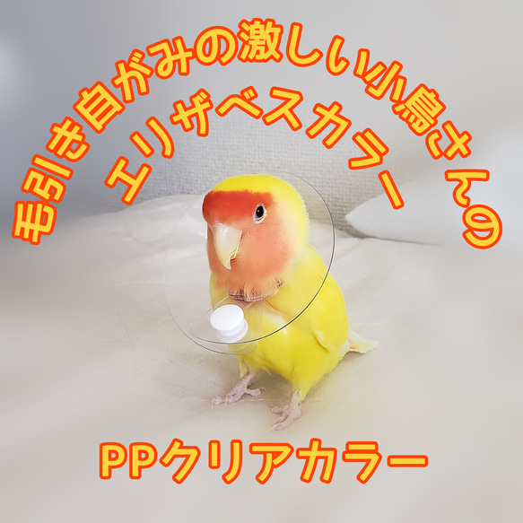 インコ エリザベスカラー(クリア)1枚・4サイズ・3色・3g 1枚目の画像