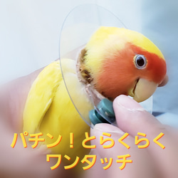 インコ エリザベスカラー(クリア)1枚・4サイズ・3色・3g 2枚目の画像