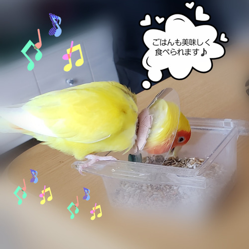 インコ エリザベスカラー(ポンチョタイプ)10枚・3サイズ・3色・3g 鳥 エリザベスカラー(ポンチョタイプ) 1枚・3サイズ・3色・3g