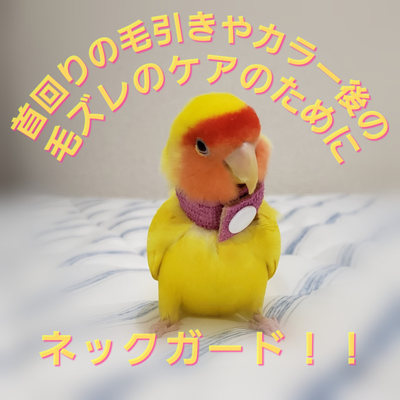 インコ エリザベスカラー(ネックガード)2個セット・カラーアソート・2g 1枚目の画像