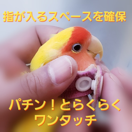 インコ エリザベスカラー(ネックガード)2個セット・カラー インコ エリザベスカラー(ネックガード)2個セット・カラー