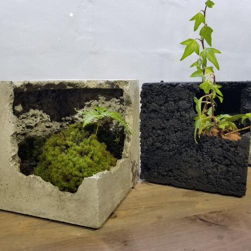 FP1406 シンプルな四角のコンクリート鉢 コケリウム コケテラリウムに
