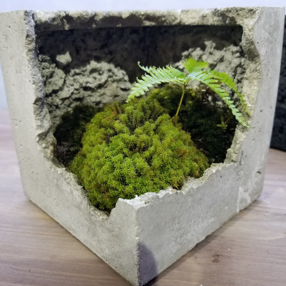 コンクリート製苔盆栽 小型 苔盆栽