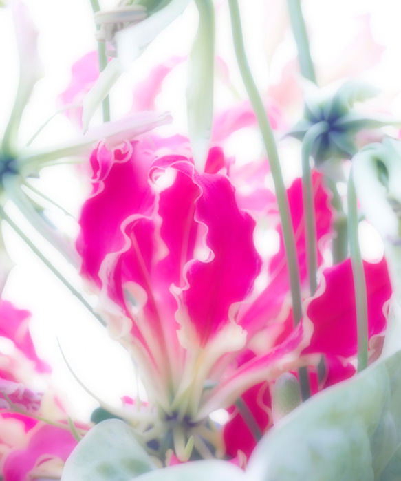 Flowers_006 1枚目の画像