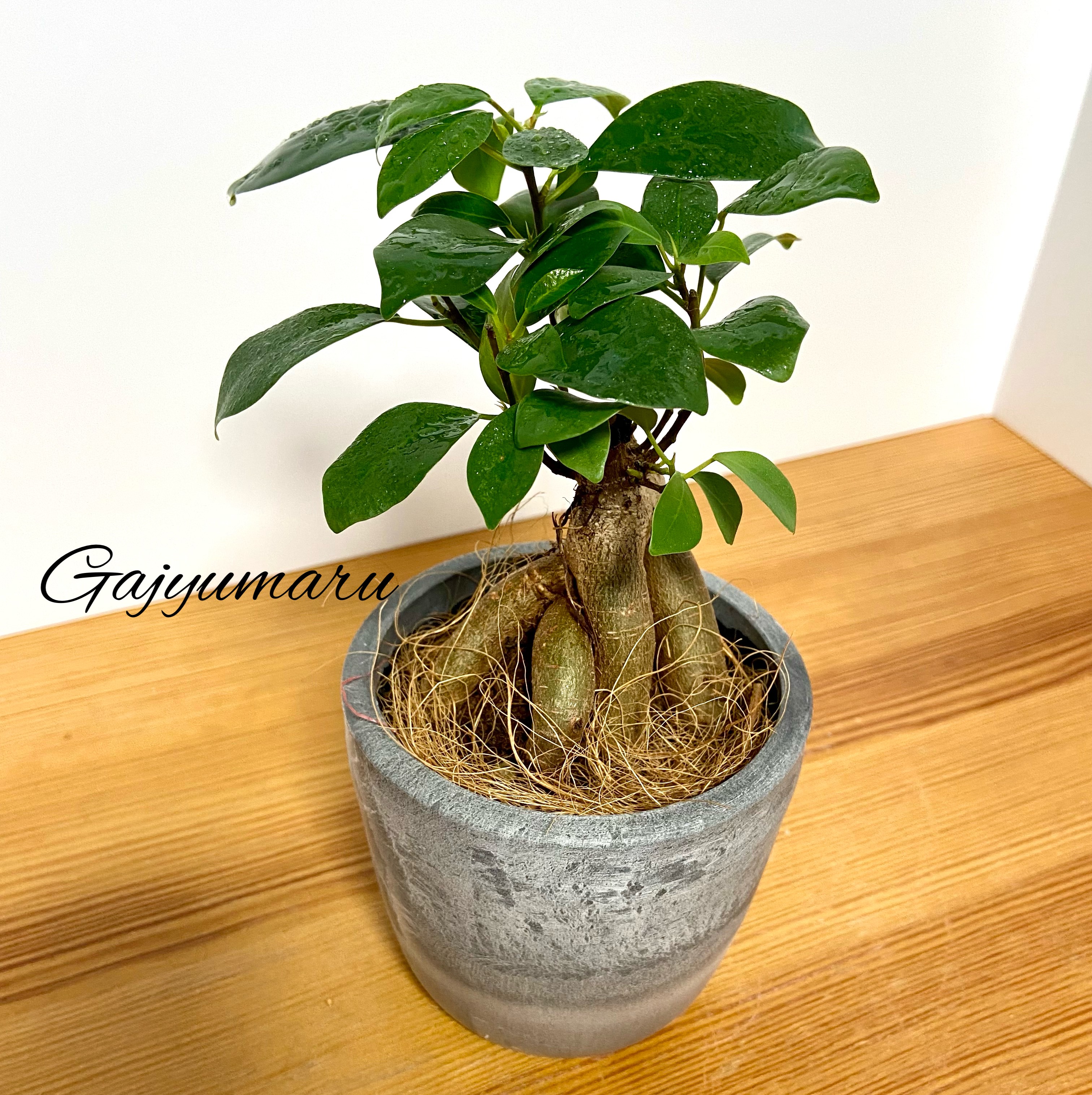 ♡そのまま飾れる♡多幸の木♬大カジュマル 観葉植物 インテリア