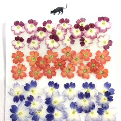 春のバーベナ押し花のセット 3枚目の画像
