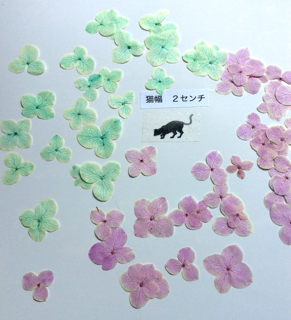 染色アナベル(ピンク系とグリーン系)の押し花素材 1枚目の画像