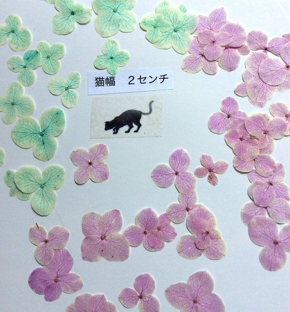 染色アナベル(ピンク系とグリーン系)の押し花素材 2枚目の画像