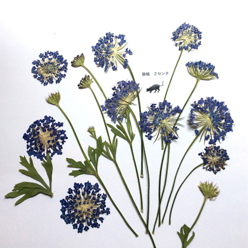 押し花 1マス10枚ずつお選びできます004 でっかい 素材 レースフラワー 