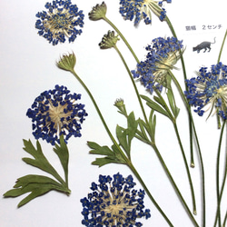 ブルーレースフラワー(ディディスカス)の押し花素材 2枚目の画像