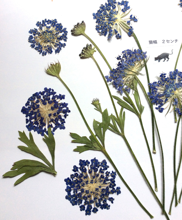 ブルーレースフラワー(ディディスカス)の押し花素材 2枚目の画像