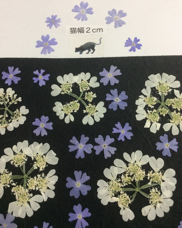 淡いブルーのバーベナとちょっとオルレアの押し花素材 2枚目の画像