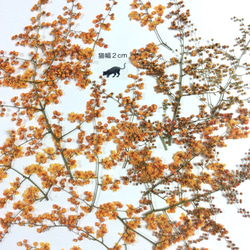 チンシバイ染色(オレンジ系)の押し花素材 1枚目の画像