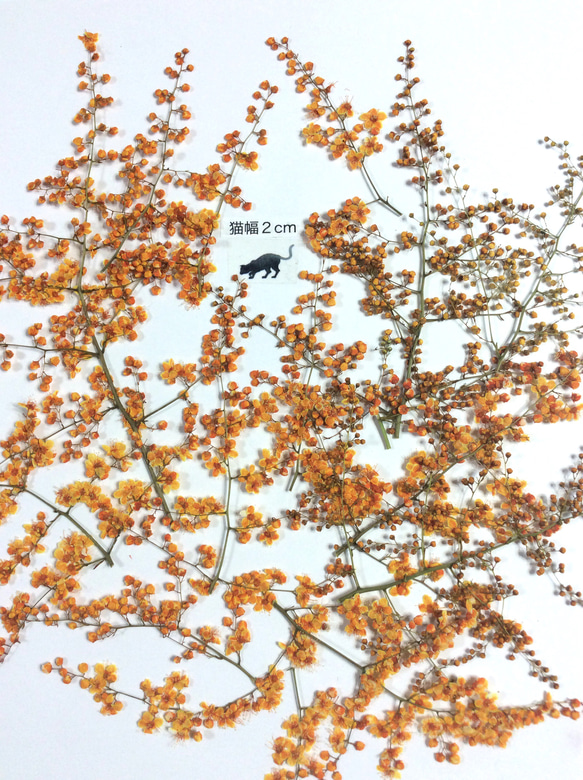 チンシバイ染色(オレンジ系)の押し花素材 1枚目の画像