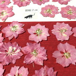チドリソウの押し花(ピンク)20リン 2枚目の画像