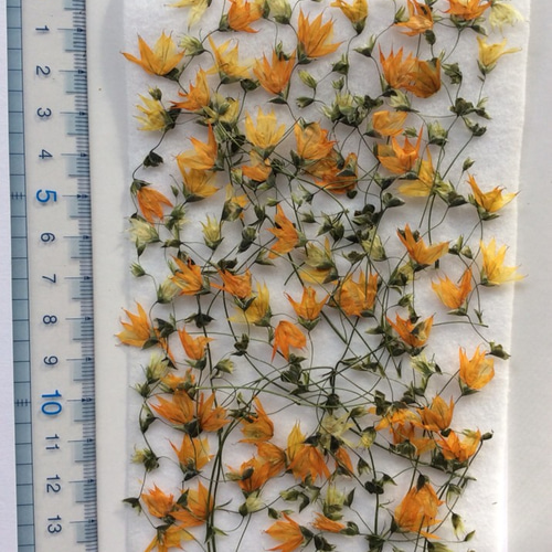 押し花素材☆メラスフェルラ☆*:.。. （メラスフェルラの押し花ポニー  