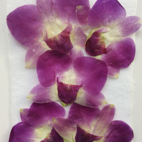 押し花作品（デンファレ）