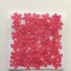 ピンクのバーベナの押し花(50りん) 1枚目の画像