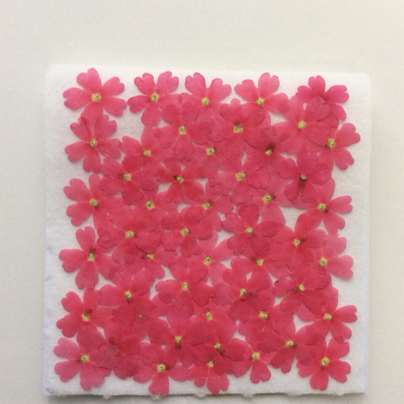 ピンクのバーベナの押し花(50りん) 1枚目の画像