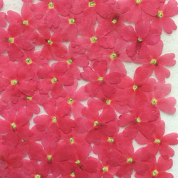 ピンクのバーベナの押し花(50りん) 2枚目の画像