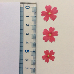 ピンクのバーベナの押し花(50りん) 3枚目の画像