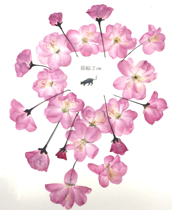 ハナカイドウの押し花素材 1枚目の画像
