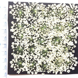 レースフラワーの押し花(30リン) 1枚目の画像