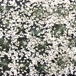 レースフラワーの押し花(30リン) 2枚目の画像
