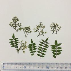 山椒の香りがする花と葉の押し花素材 3枚目の画像