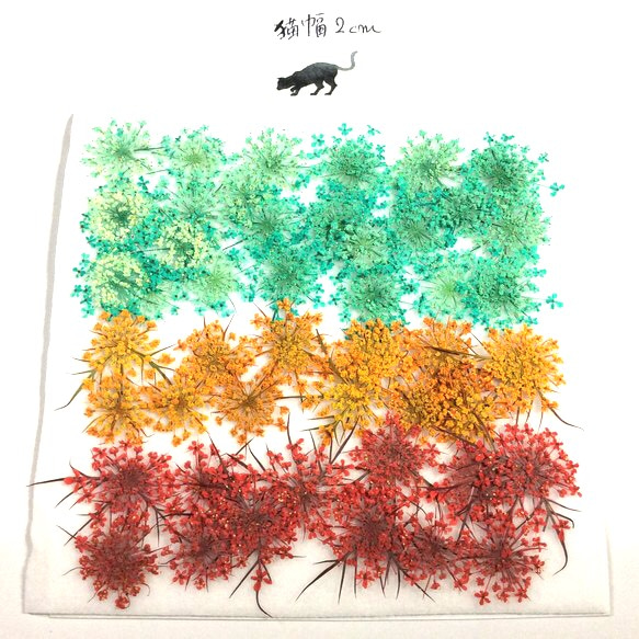 にんじんの花の押し花素材(染色) 3枚目の画像