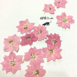 ピンクのチドリソウの押し花素材   (30リン) 1枚目の画像