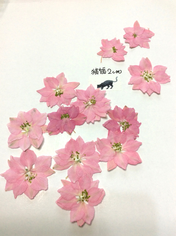 ピンクのチドリソウの押し花素材   (30リン) 1枚目の画像