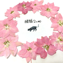 ピンクのチドリソウの押し花素材   (30リン) 2枚目の画像